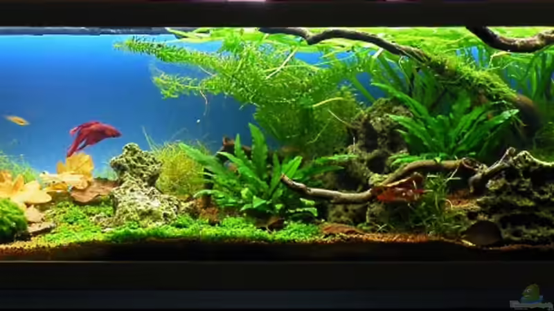 Hauptbild vom 17.03.2010 von bergfrau (11)