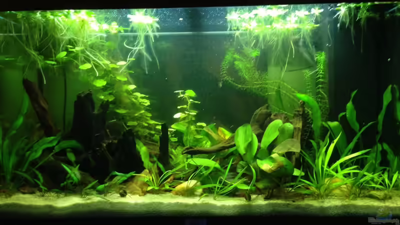 Hauptbild vom 22.02.2017 von Yell0W (1)