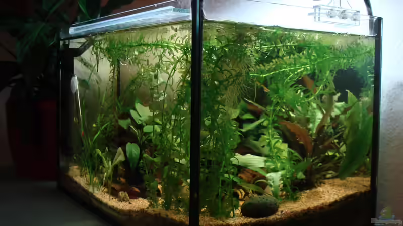 Hauptbild vom 5.4.2013 von Aquilegia (3)