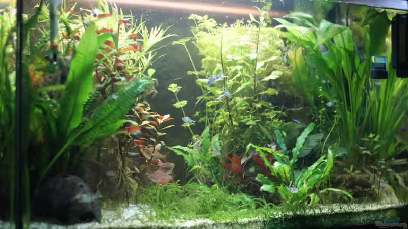 Hauptbild vom Aquarium Nr.2 10.01.2015 von Jonas (Trancemania) (1)