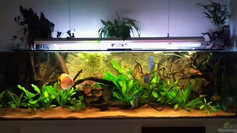 Hauptbild von Blue2 (1)