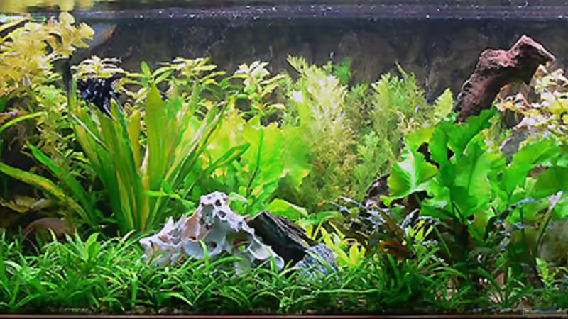 Hauptbild von Daniel Nimmervoll (3)