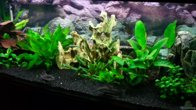 Hauptbild von Dirk Linke (1)