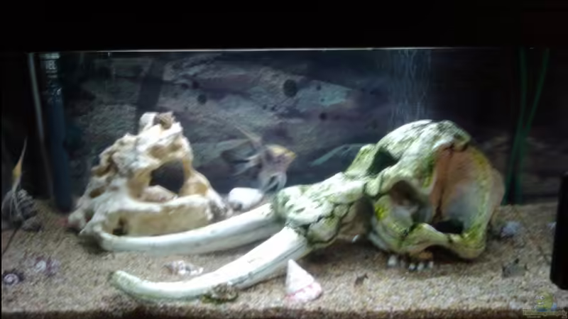 Hauptbild von Fischer123 (1)