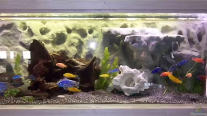 Hauptbild von Fred (1)