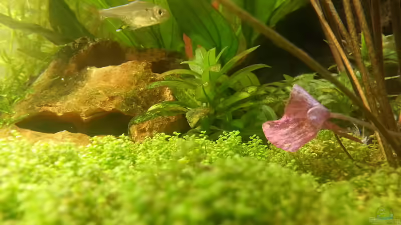 Hauptbild von Jonas (Trancemania) (1)