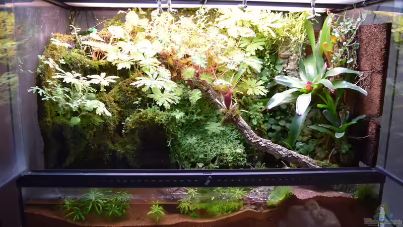 Hauptbild von Junglist (1)