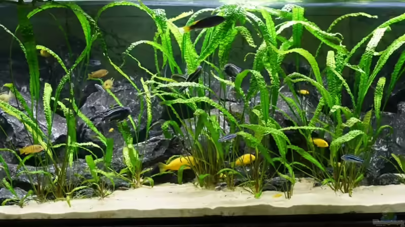 Hauptbild von kojandt (1)