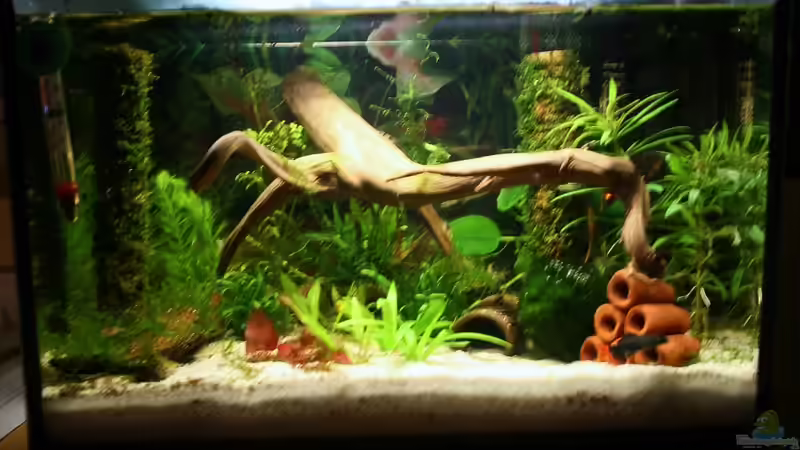 Hauptbild von Michael Schilling (1)