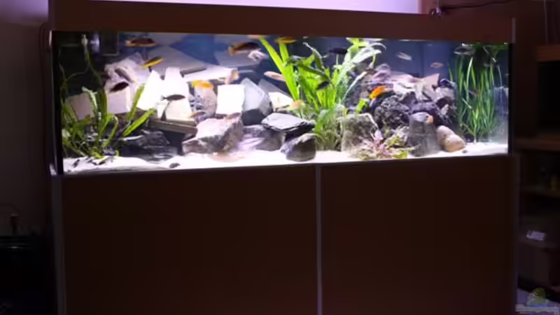 Hauptbild von Mikey (1)