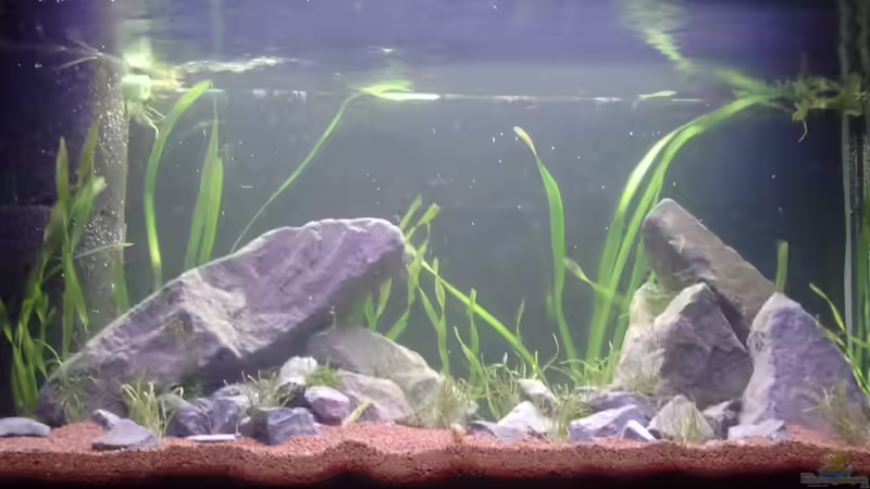 Hauptbild von Rainbowfan