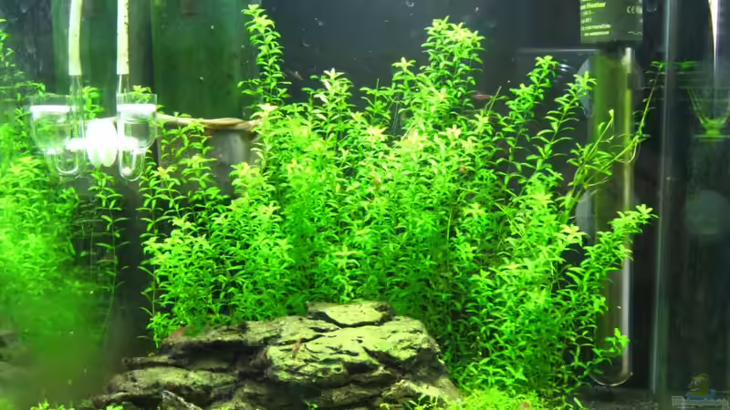 Hauptbild von Robbie (1)