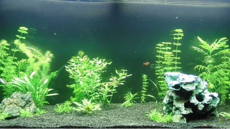 Hauptbild von Thomas Bube (1)