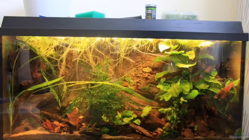 Hauptbild von Tosche (1)