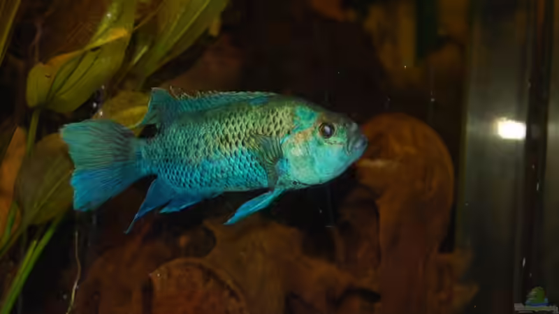 Hauptdarsteller 20082010 von ml69 (21)