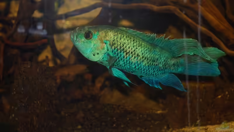 Hauptdarsteller 2010 von ml69 (22)