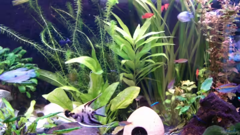 Hauptsächlich robuste Arten von Nadine Wilmer (8)