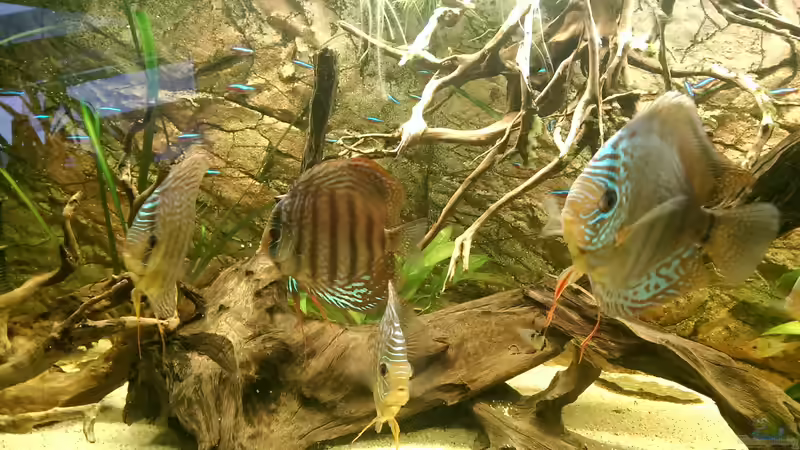 Hauptwurzel und die an der Mittelstrebe eingehängte Fingerwurzel von Ottche (3)