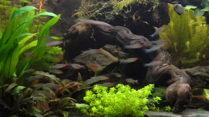 ´Hauptwurzel(n)´ noch mit Hemianthus von Nick3 (12)