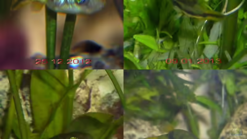 Hautpigmentierung Carinotetraeodon travancoricus