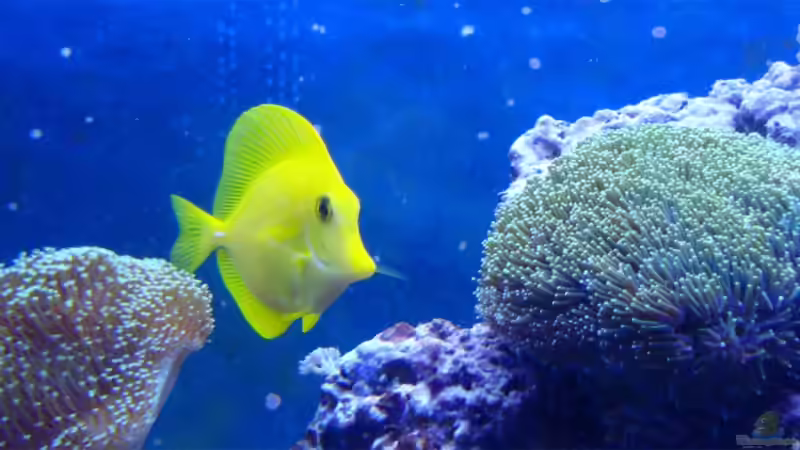 HawaiDoktor ____________ Zebrasoma flavescens von .uschi (26)