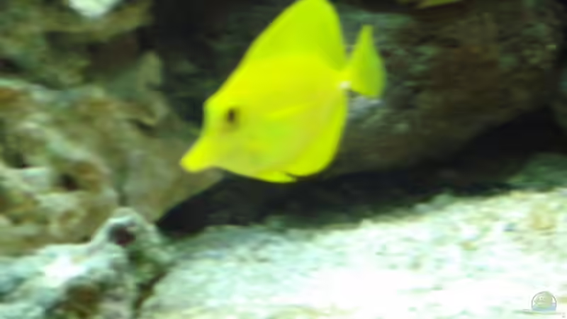 Hawaidoktor von Mario Dorner (28)