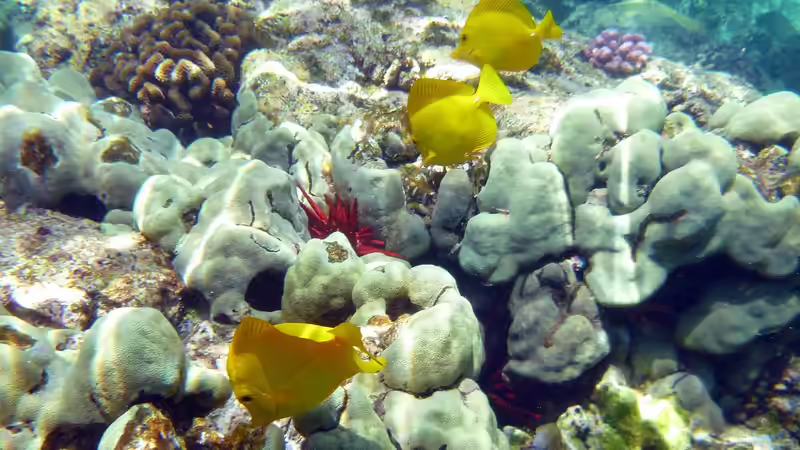 Hawaii - Ein einzigartiges Naturparadies zwischen Ozean, Riff und Regenwald