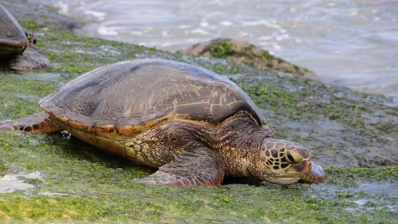 Hawaii - Ein einzigartiges Naturparadies zwischen Ozean, Riff und Regenwald