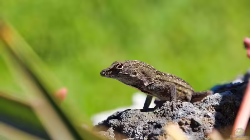 Hawaii - Ein einzigartiges Naturparadies zwischen Ozean, Riff und Regenwald