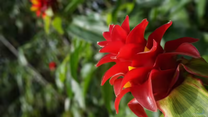 Hawaii - Ein einzigartiges Naturparadies zwischen Ozean, Riff und Regenwald
