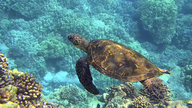 Hawaii - Ein einzigartiges Naturparadies zwischen Ozean, Riff und Regenwald