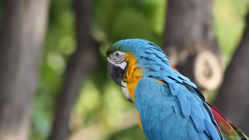 Hawaii - Ein einzigartiges Naturparadies zwischen Ozean, Riff und Regenwald