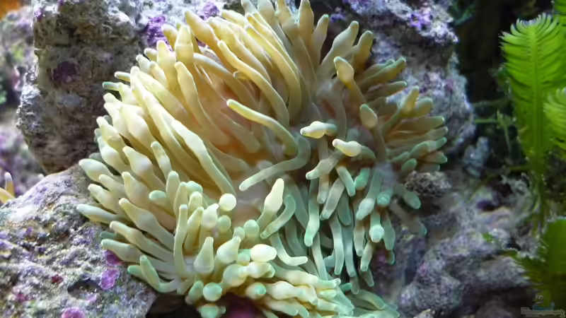 Hawaii Anemone von Red ( Jürgen ) (18)