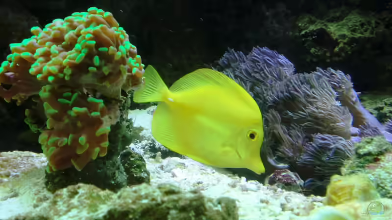 Hawaii Doc von Truthahnmann (102)