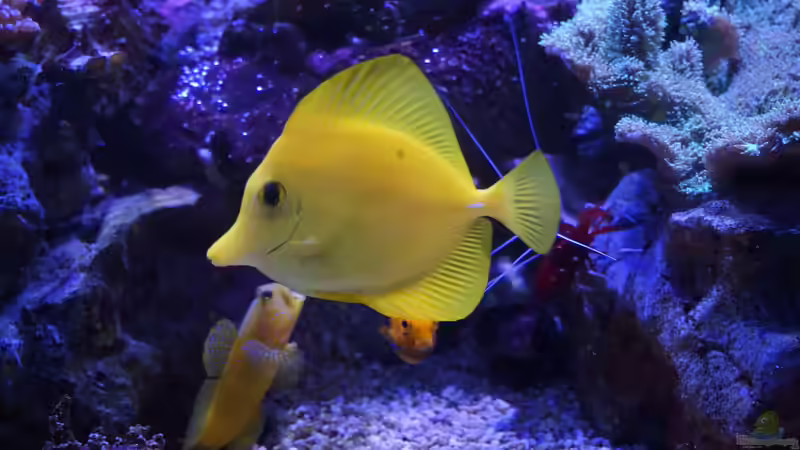 Hawaii Docktor von Manni1884 (35)