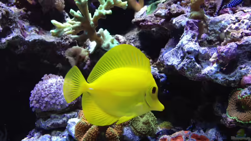 Hawaii Doktor von Andreas Stiller (78)