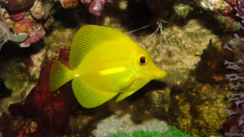 Hawaii Doktor von Johannes 88 (18)