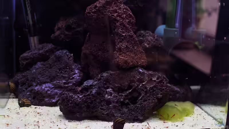 Hawaiianer Becken komplett von Acki50 (20)