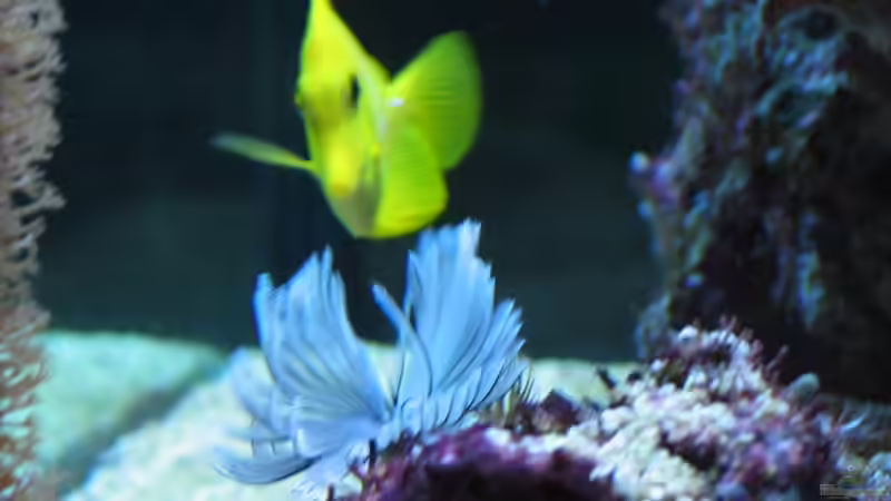 Hawei Doktor von Harald Schuster (12)