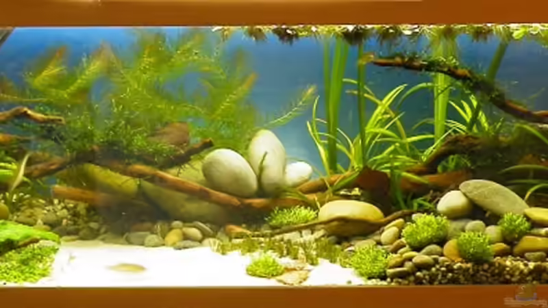 HB - Nach zwei Wochen - 10.07.2011 von bergfrau (5)