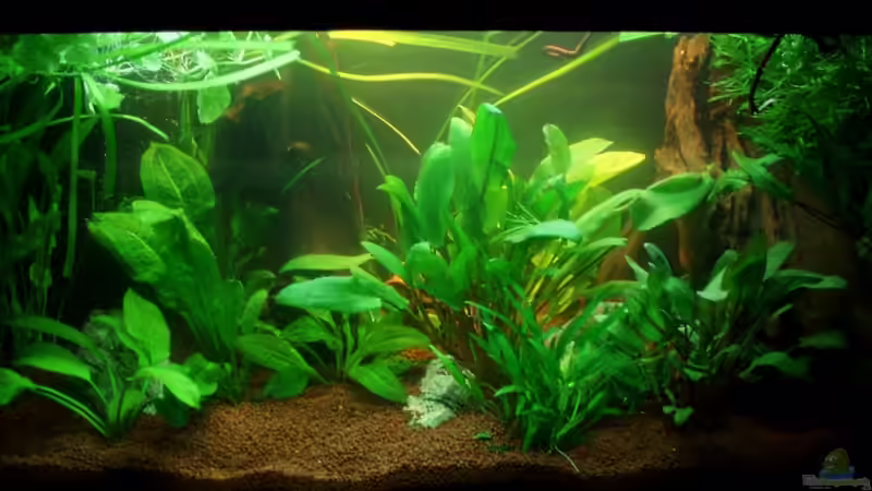 HB 14.07.11 von ~Marco~ (3)