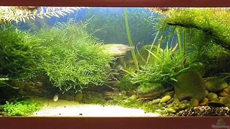 HB nach ca. 2,5 Monaten - 17.09.2011 von bergfrau (7)