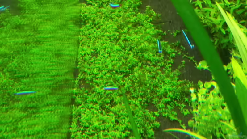 Hcc 04.01.2014 von Terence Hill (19)