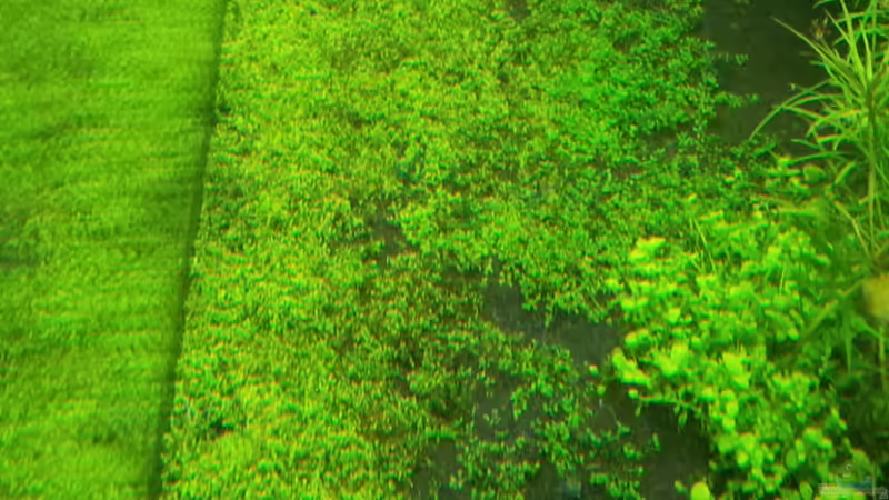 Hcc 15.02.14 von Terence Hill (21)