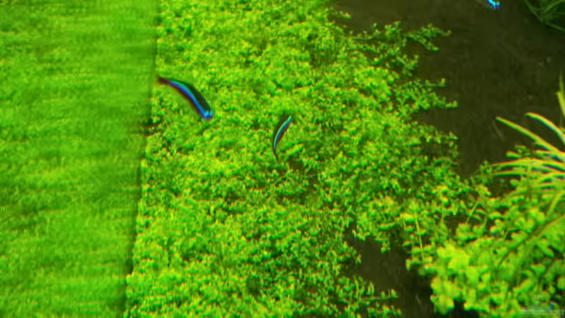 Hcc 17.01.2014 von Terence Hill (20)