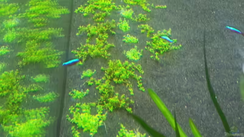 Hcc 18.12.13 von Terence Hill (15)