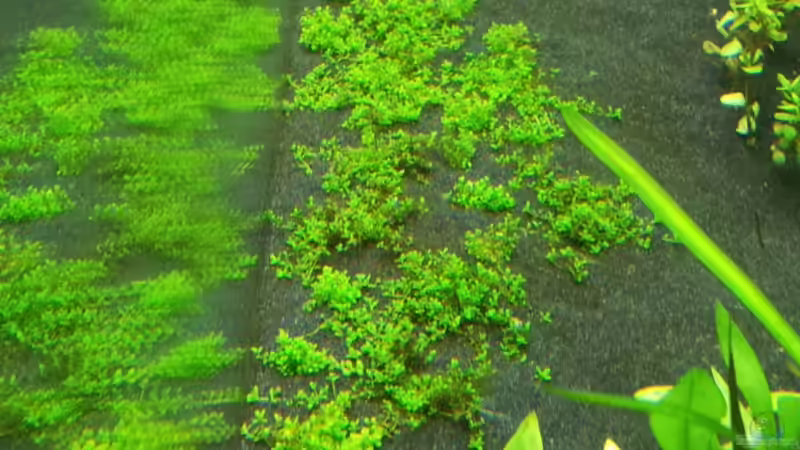 Hcc 23.12.13 von Terence Hill (17)