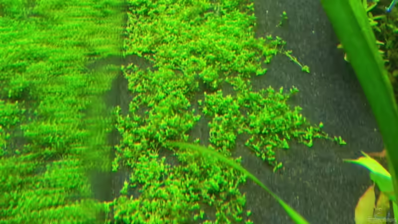 Hcc 29.12.13 von Terence Hill (18)