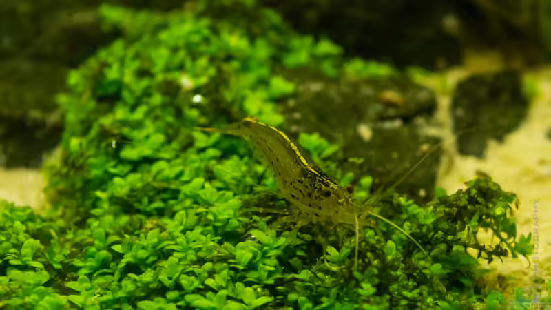 HCC mit Caridina multidentata  11.07.15 von Betta Chris (85)