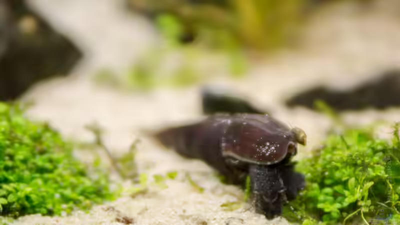 HCC mit Faunus sp. - Cappuccino Schnecke   05.07.15 von Betta Chris (87)